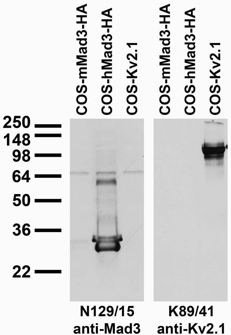 Transfected cell immunoblot: extracts of COS cells transiently transfected with HA-tagged mouse and human Mad3 (mMad3 and hMad3, respectively) or untagged Kv2.1 plasmid and probed with N129/15 (left) and K89/41 (right) TC supes.