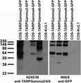Transfected cell immunoblot: extracts of COS cells transiently transfected with GFP- tagged TARPGamma2/3/4/8 or untagged Kv2.1 plasmid and probed with N245/36 (left) and N86/8 (right) TC supe.
