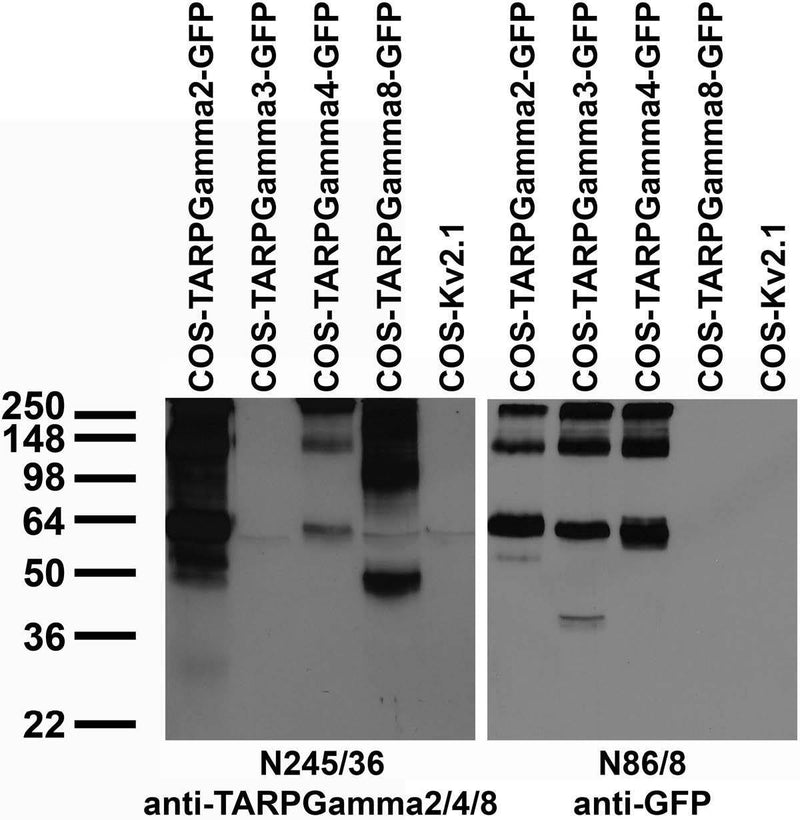 Transfected cell immunoblot: extracts of COS cells transiently transfected with GFP- tagged TARPGamma2/3/4/8 or untagged Kv2.1 plasmid and probed with N245/36 (left) and N86/8 (right) TC supe.
