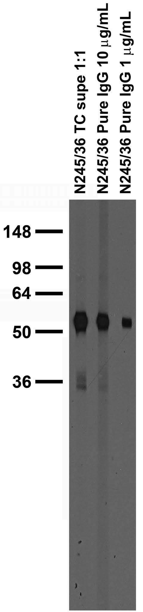 Adult rat brain membrane immunoblot.