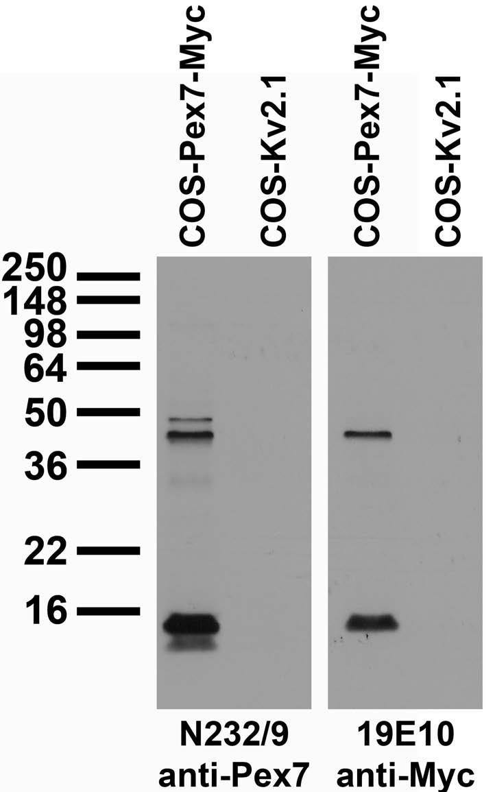 Transfected cell immunoblot: extracts of COS cells transiently transfected with Myc-tagged Pex7 or untagged Kv2.1 plasmid and probed with N232/9 (left) and 19E10 (right) TC supe.