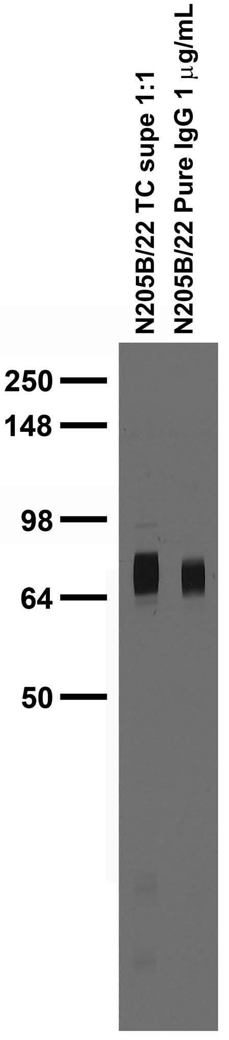 Adult rat brain membrane immunoblot.