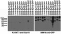 Transfected cell immunoblot: extracts of COS cells transiently transfected with GFP-tagged Synaptotagmin plasmid and probed with N269/73 (left) and N86/8 (right) TC supe.