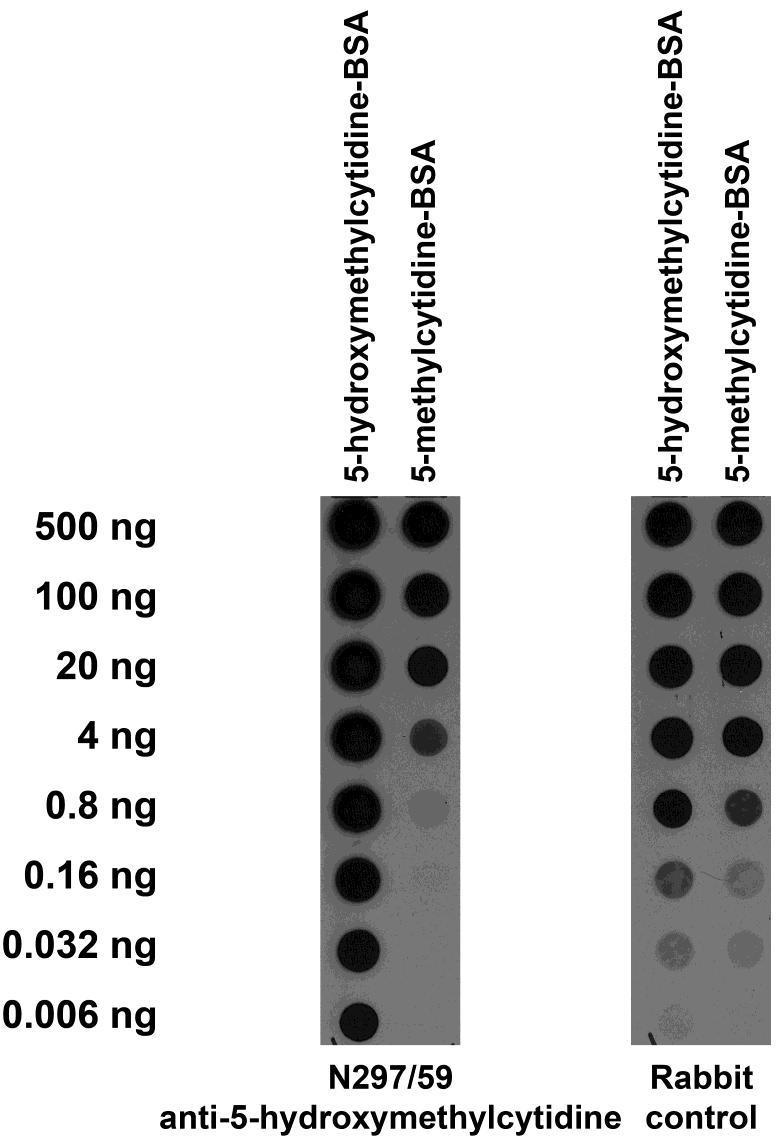 Serial dilutions of BSA-conjugated modified and unmodified nucleotides dotted onto membrane and probed with N297/59 TC supe (left) and a rabbit polyclonal control (right).