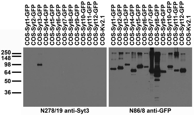 Transfected cell immunoblot: extracts of COS cells transiently transfected with GFP- tagged Synaptotagmin or untagged Kv2.1 plasmids and probed with N278/19 (left) and N86/8 (right).