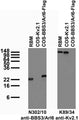 Tissue and transfected cell immunoblot: extracts of rat brain membrane (RBM) and COS cells transiently transfected with Flag-tagged BBS3/Arl6 or untagged Kv2.1 plasmid and probed with N302/10 (left) and K89/34 (right) TC supe.