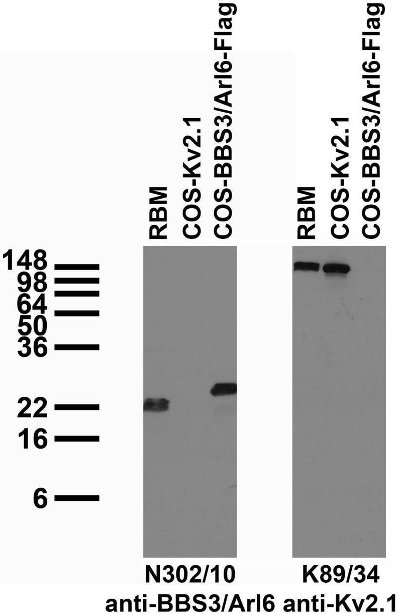 Tissue and transfected cell immunoblot: extracts of rat brain membrane (RBM) and COS cells transiently transfected with Flag-tagged BBS3/Arl6 or untagged Kv2.1 plasmid and probed with N302/10 (left) and K89/34 (right) TC supe.