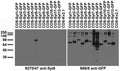 Transfected cell immunoblot: extracts of COS cells transiently transfected with GFP- tagged Synaptotagmin or untagged Kv2.1 plasmids and probed with N270/47 (left) and N86/8 (right).