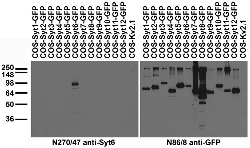 Transfected cell immunoblot: extracts of COS cells transiently transfected with GFP- tagged Synaptotagmin or untagged Kv2.1 plasmids and probed with N270/47 (left) and N86/8 (right).