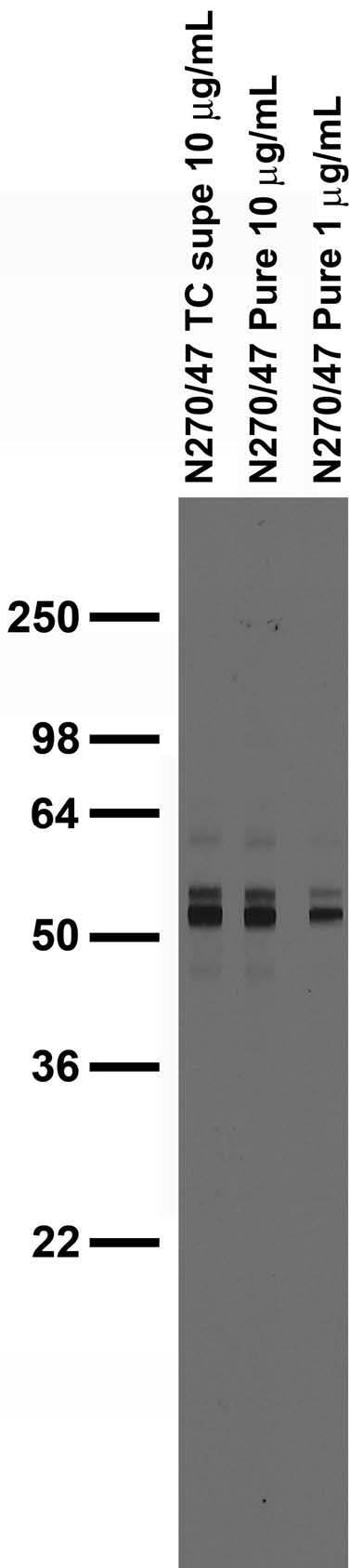 Adult rat brain membrane immunoblot.