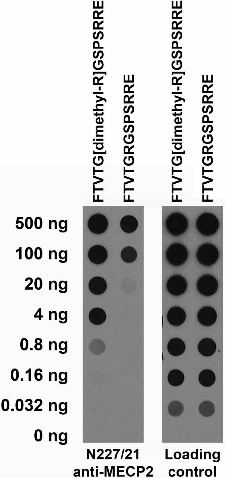 Serial dilutions of BSA-conjugated modified and unmodified peptides dotted onto membrane and probed with N227/21 (left) and loading control (right) TC supe.