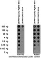 "Serial dilutions of BSA-conjugated modified and unmodified peptides dotted onto membrane and probed with N307/12 TC supe (left) and a rabbit polyclonal control (right). ."