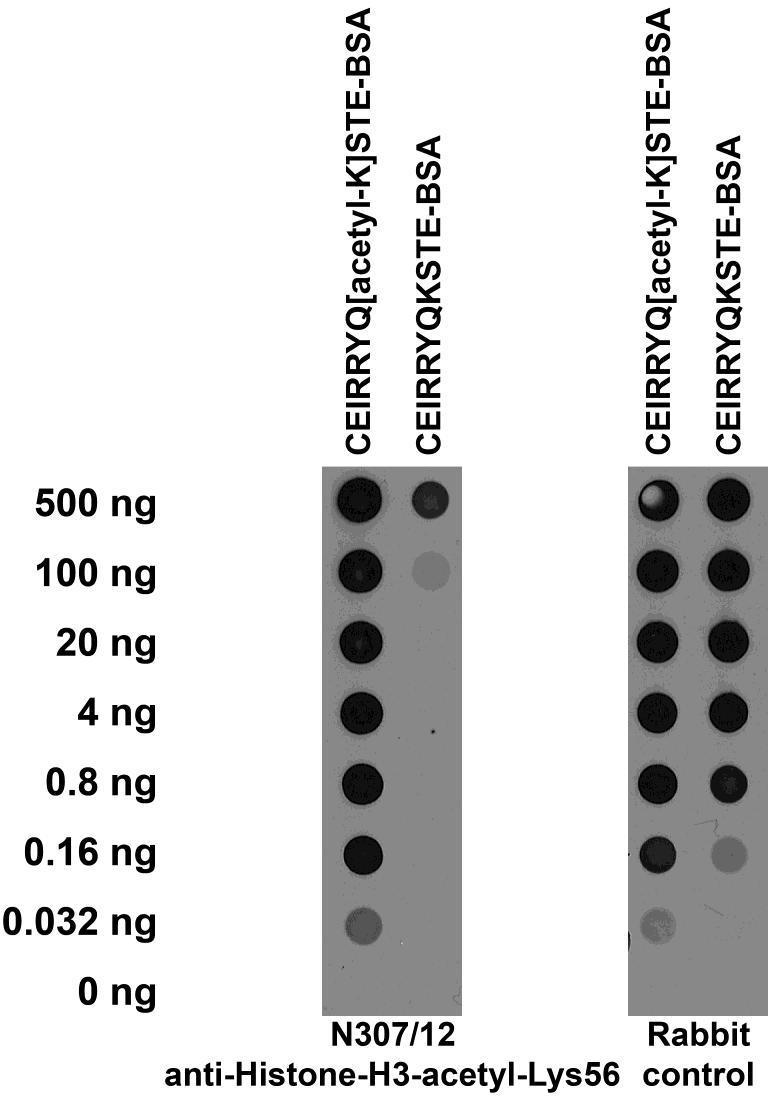 "Serial dilutions of BSA-conjugated modified and unmodified peptides dotted onto membrane and probed with N307/12 TC supe (left) and a rabbit polyclonal control (right). ."