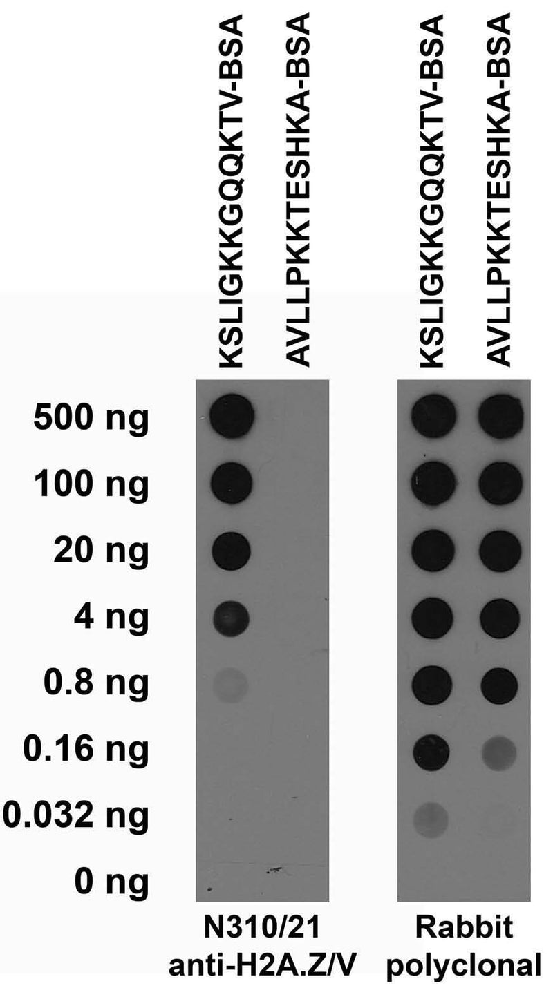 Serial dilutions of BSA-conjugated target and non-target peptides dotted onto membrane and probed with N310/21 TC supe (left) and a rabbit polyclonal antibody control (right).