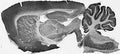 Adult rat brain immunohistochemistry.