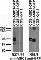 Transfected cell immunoblot: extracts of COS cells transiently transfected with GFP-tagged ASIC1, ASIC2 or untagged Kv2.1 plasmid and probed with N271/44 (left) or N86/8 (right) TC supe.