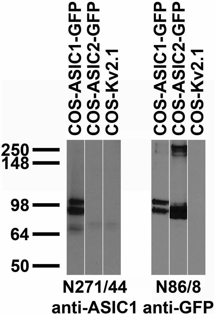 Transfected cell immunoblot: extracts of COS cells transiently transfected with GFP-tagged ASIC1, ASIC2 or untagged Kv2.1 plasmid and probed with N271/44 (left) or N86/8 (right) TC supe.