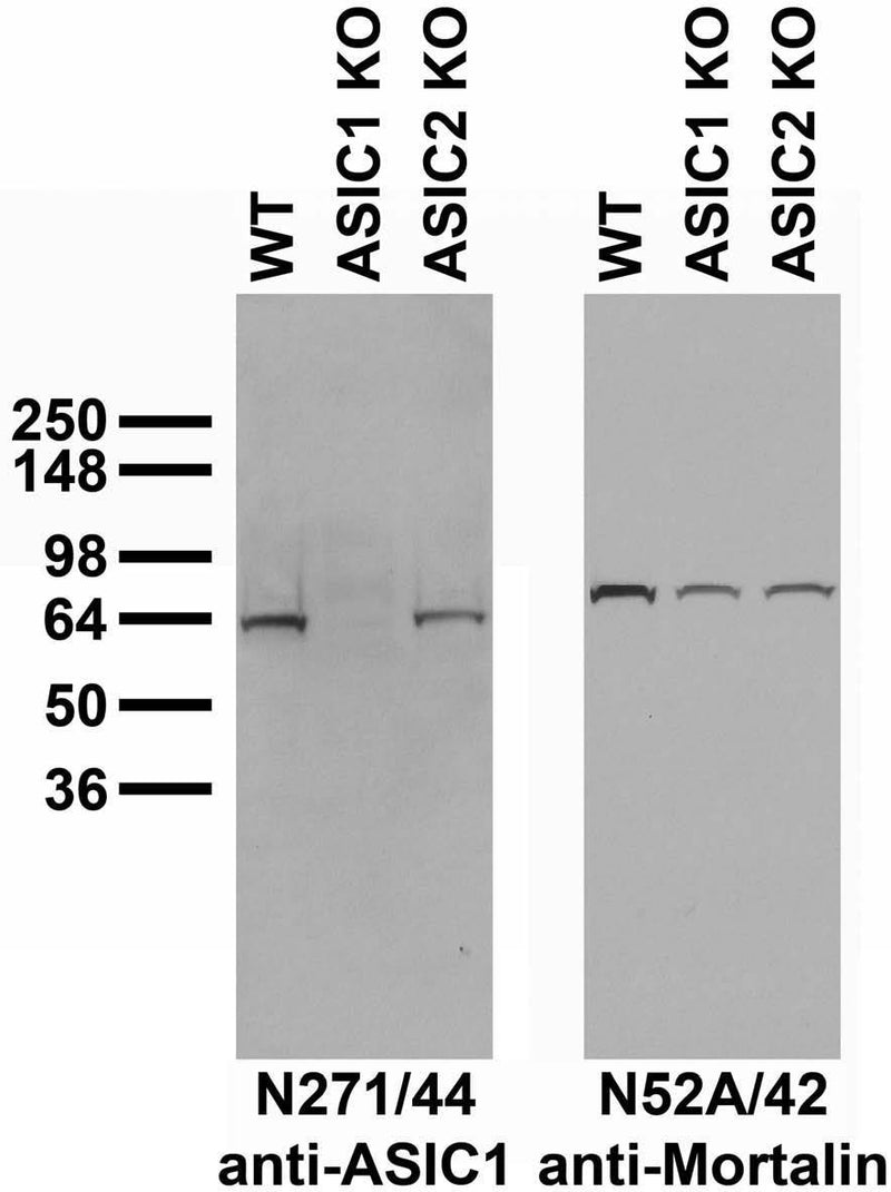 Immunoblot versus whole brain lysates from adult WT, ASIC1 KO and ASIC2 KO mice probed with N271/44 (left) and N52A/42 (right) TC supe. Mouse brain samples courtesy of Julie Saugstad (Robert S. Dow Neurobiology Laboratories, Legacy Research Institute).
