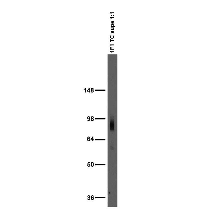 Adult rat brain membrane immunoblot