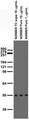 Adult rat brain membrane immunoblot.