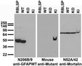 Immunoblot versus brain samples from adult rat (RBLSP) and GFAP wild- type (WT), knockout (KO) and R416W KI mice. Mutant control courtesy of Michael Brenner, UAB.
