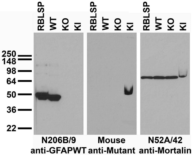 Immunoblot versus brain samples from adult rat (RBLSP) and GFAP wild- type (WT), knockout (KO) and R416W KI mice. Mutant control courtesy of Michael Brenner, UAB.