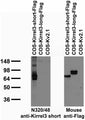 Transfected cell immunoblot: extracts of COS cells transiently transfected with Flag-tagged Kirrel3-short, Kirrel3-long or untagged Kv2.1 plasmids and probed with N320/48 (left) and Mouse anti-Flag (right).