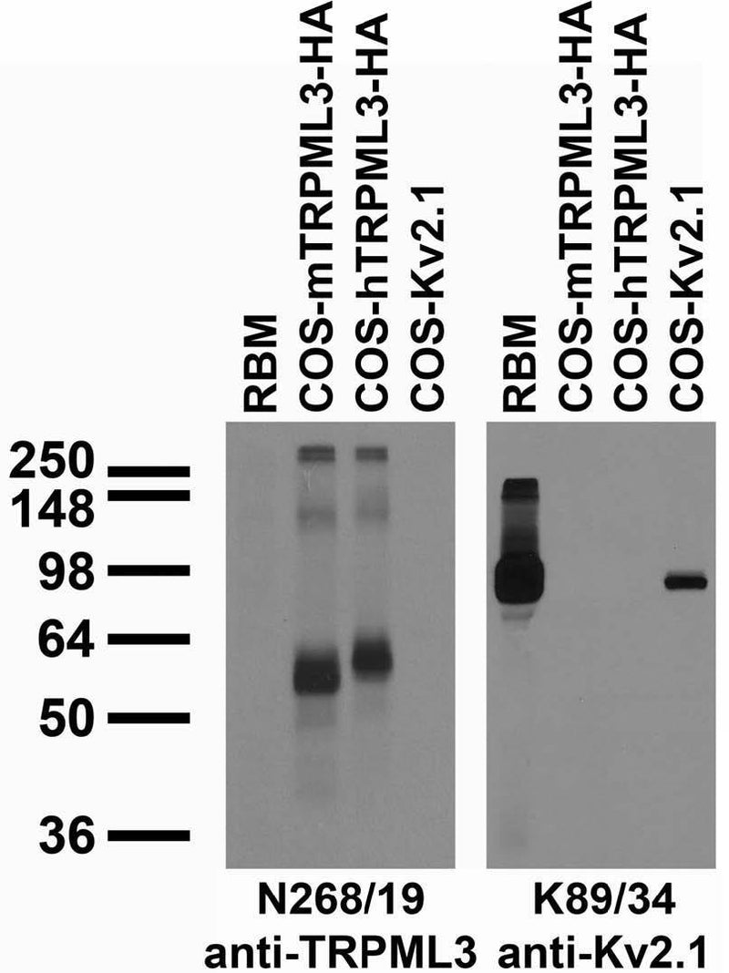 Tissue and transfected cell immunoblot: extracts of rat brain membranes (RBM) and of COS cells transiently transfected with HA-tagged mouse and human TRPML3 (mTRPML3 and hTRPML3) or untagged Kv2.1 plasmid and probed with N268/19 (left) and K89/34 (right) TC supe.