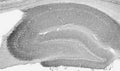 Adult rat Cerebellum immunohistochemistry.