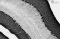 Adult rat brain hippocampus immunohistochemistry.
