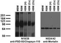 Immunoblot against crude membranes from whole adult mouse brain (MBM) or rat brain (RBM) and from human hippocampus [HBM(H)], cerebral cortex [HBM(Cx)] or cerebellum [HBM(Cb)] probed with N18/28 (left) or N52A/42 (right) TC supe.