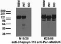 Immunoblot against crude membrane preparations from adult rat brain (RBM) or hippocampi from adult wild-type (WT) or PSD- 93/Chapsyn-110 knockout (KO) mice probed with N18/28 (left) or K28/86 (right) TC supe. Mouse samples courtesy of Richard Huganir (Johns Hopkins University).