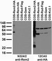 Transfected cell immunoblot: extracts of COS cells transiently transfected with HA-tagged Rem2, Rem, Flag-tagged Rad or untagged Gem or Kv2.1 plasmid and probed with N324/2 (left) or 12CA5 (right) TC supe.