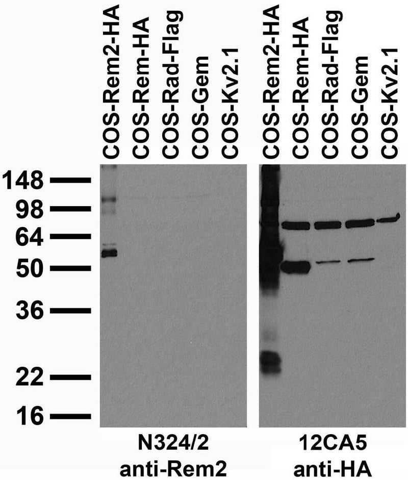 Transfected cell immunoblot: extracts of COS cells transiently transfected with HA-tagged Rem2, Rem, Flag-tagged Rad or untagged Gem or Kv2.1 plasmid and probed with N324/2 (left) or 12CA5 (right) TC supe.