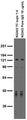 Adult rat brain membrane immunoblot.
