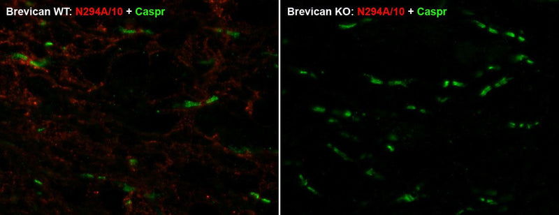 Immunofluorescence staining of adult spinal cord sections from Brevican wild-type (WT) and knockout (KO) mice with N294A/10 (red) and Caspr rabbit polyclonal (green). Images courtesy of Kae-Jiun Chang and Matt Rasband (Baylor College of Medicine).
