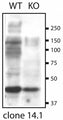 Immunoblot versus extracts of heart tissue from WT and SUR2 KO mice probed with N319A/14 TC supe. Data courtesy of William Coetzee and Margaret Rice, New York University SOM.