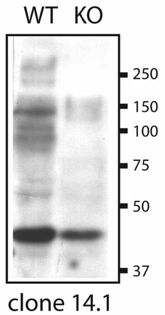 Immunoblot versus extracts of heart tissue from WT and SUR2 KO mice probed with N319A/14 TC supe. Data courtesy of William Coetzee and Margaret Rice, New York University SOM.