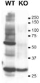 Immunoblot versus extracts of heart tissue from WT and SUR2 KO mice probed with N323A/31 TC supe. Data courtesy of William Coetzee and Margaret Rice, New York University SOM.