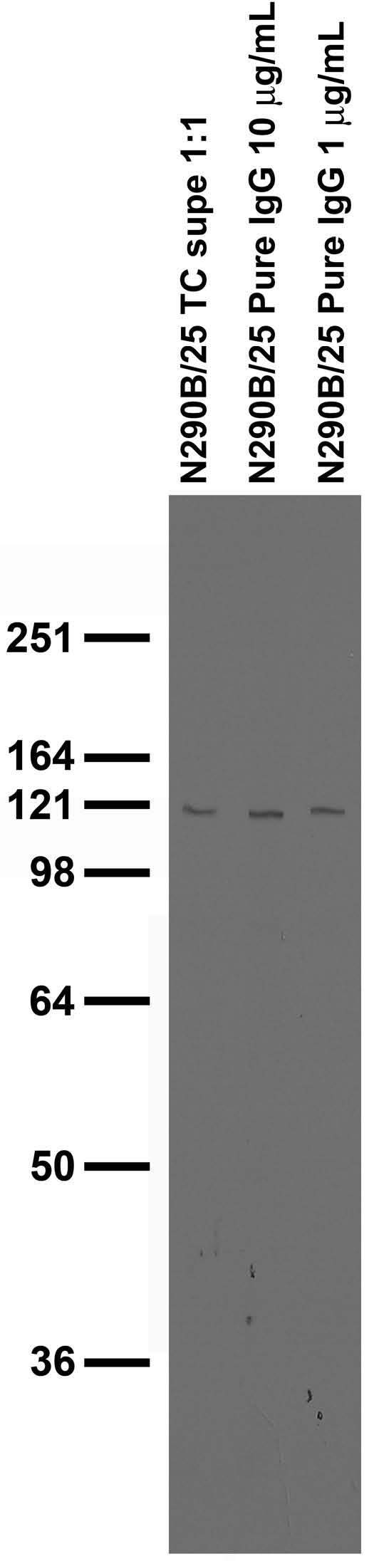 Adult rat brain membrane immunoblot.