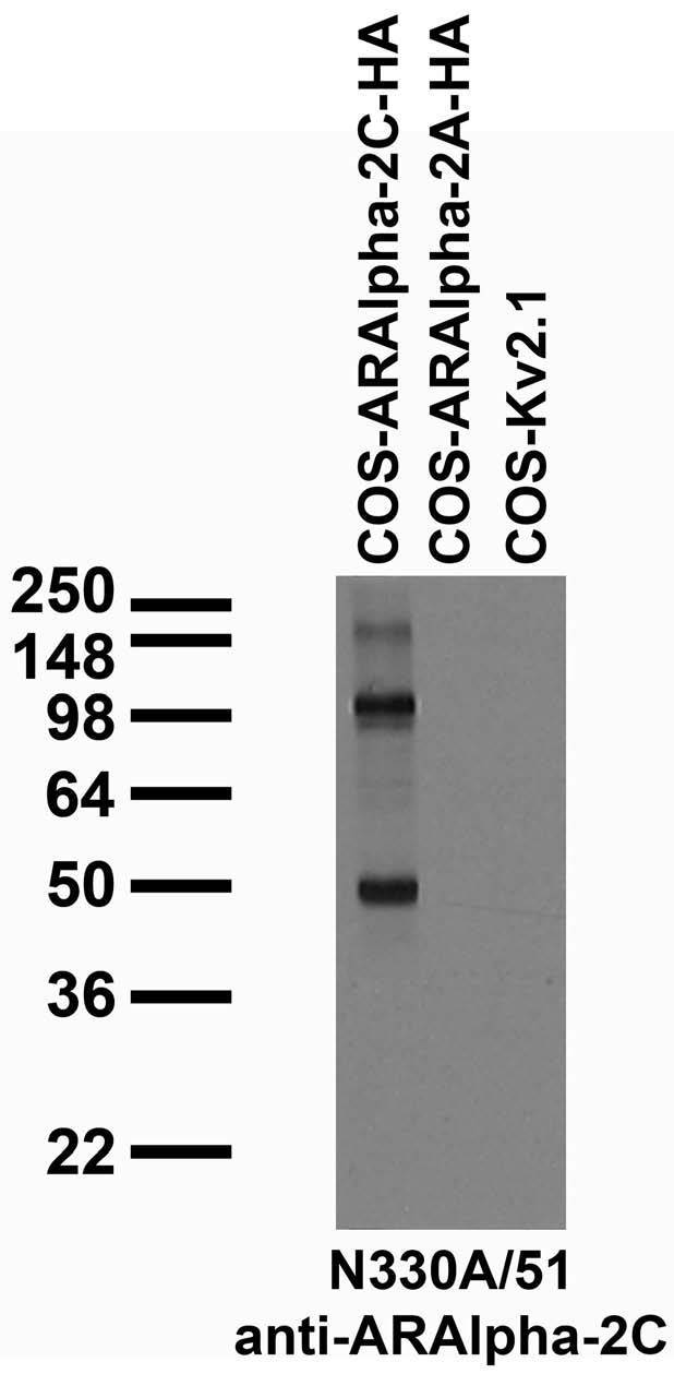Transfected cell immunoblot: extracts of COS cells transiently transfected with HA-tagged Alpha-2C and Alpha-2A adrenergic receptor or untagged Kv2.1 plasmid and probed with N330A/51 TC supe.