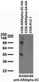 Transfected cell immunoblot: extracts of COS cells transiently transfected with HA-tagged Alpha-2C and Alpha-2A adrenergic receptor or untagged Kv2.1 plasmid and probed with N330A/80 TC supe.