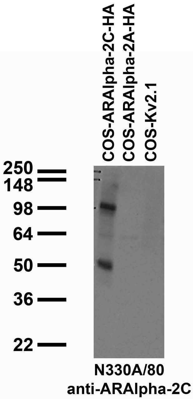 Transfected cell immunoblot: extracts of COS cells transiently transfected with HA-tagged Alpha-2C and Alpha-2A adrenergic receptor or untagged Kv2.1 plasmid and probed with N330A/80 TC supe.