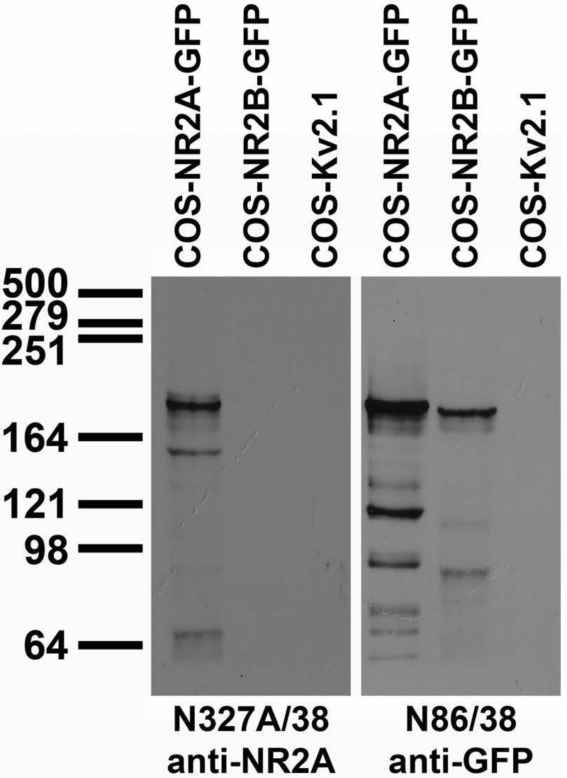 Transfected cell immunoblot: extracts of COS cells transiently transfected with GFP-tagged NR2A, NR2B or untagged Kv2.1 plasmid and probed with N327A/38 (left) and N86/38 (right) TC supe.
