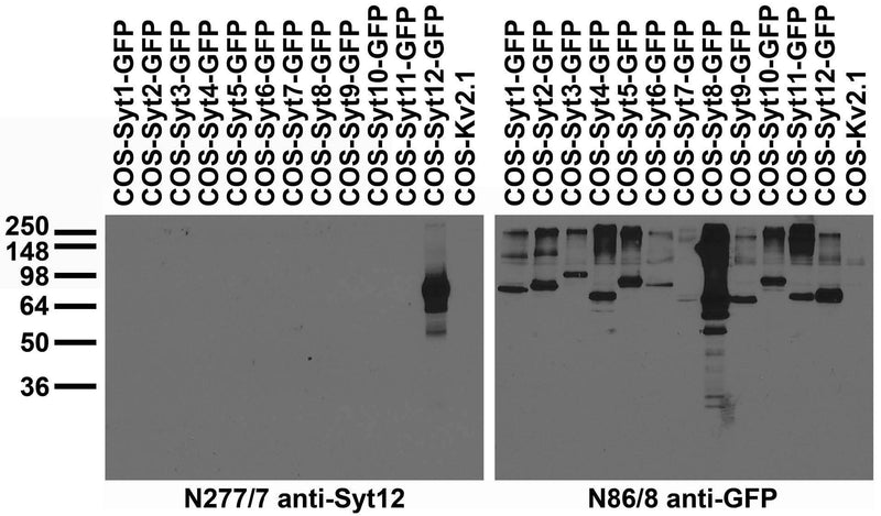 Transfected cell immunoblot: extracts of COS cells transiently transfected with GFP-tagged Synaptotagmin or untagged Kv2.1 plasmids and probed with N277/7 (left) and N86/8 (right).