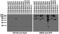 Transfected cell immunoblot: extracts of COS cells transiently transfected with GFP-tagged Synaptotagmin or untagged Kv2.1 plasmids and probed with N274/8 (left) and N86/8 (right).