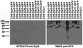 Transfected cell immunoblot: extracts of COS cells transiently transfected with GFP-tagged Synaptotagmin or untagged Kv2.1 plasmids and probed with N276A/15 (left) and N86/8 (right).