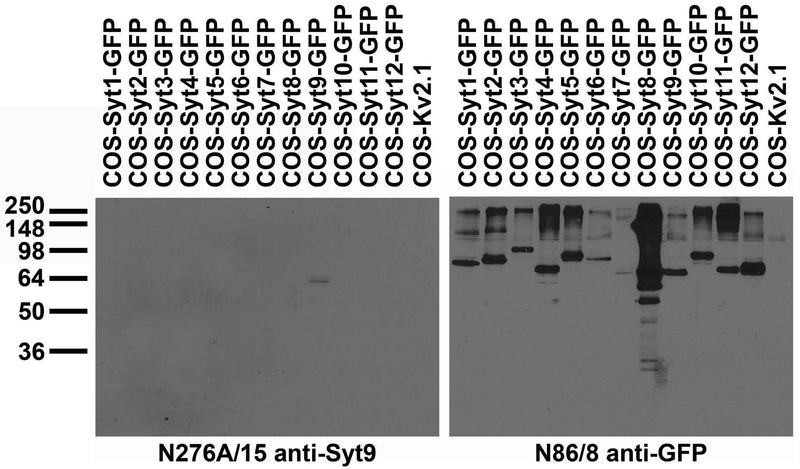 Transfected cell immunoblot: extracts of COS cells transiently transfected with GFP-tagged Synaptotagmin or untagged Kv2.1 plasmids and probed with N276A/15 (left) and N86/8 (right).