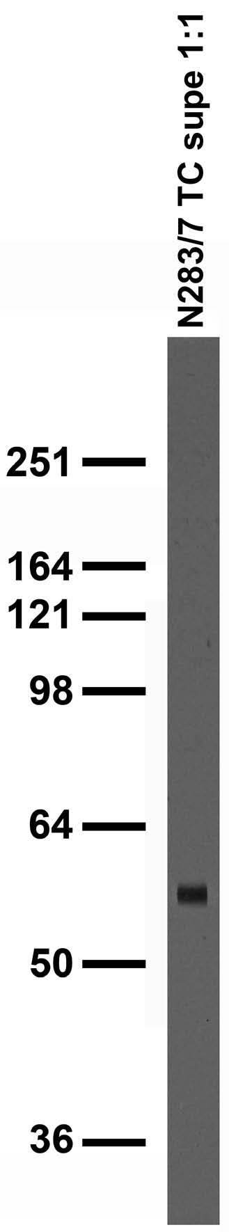 Adult rat brain membrane immunoblot.
