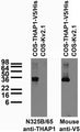 Transfected cell immunoblot: extracts of COS cells transiently transfected with V5/His-tagged THAP1 or untagged Kv2.1 plasmid and probed with N325B/65 TC supe (left) and mouse anti-V5 (right).